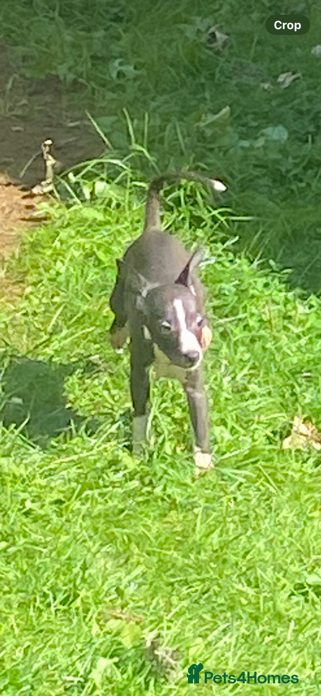 Mixed Breed dogs for sale: Italian greyhound cross whippet - Image 5