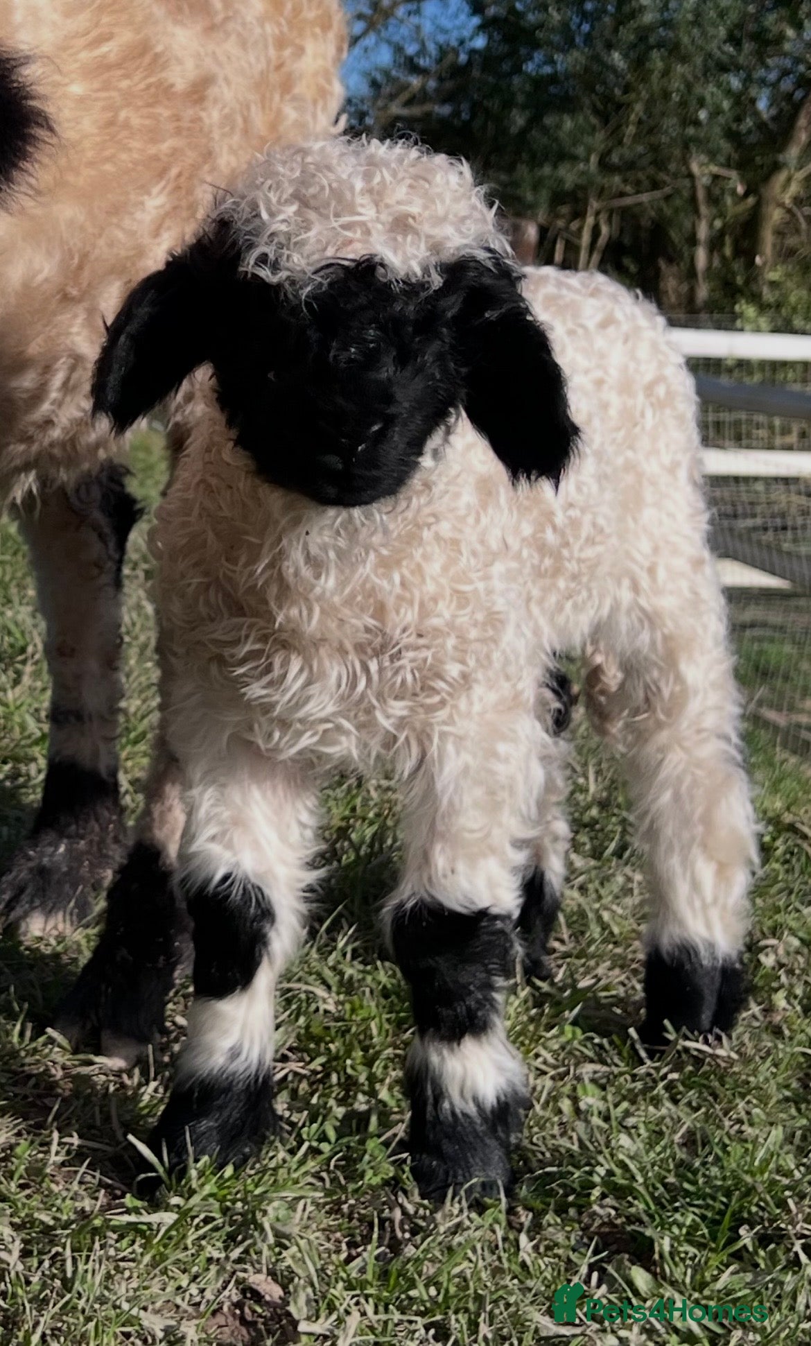 Sheep livestock Swiss Bred Valais Blacknose ewe Lamb - Advert 5