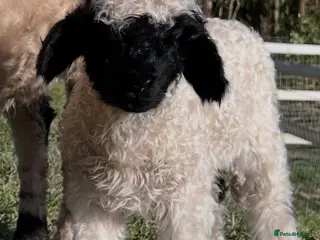 Sheep livestock Swiss Bred Valais Blacknose ewe Lamb - Advert 8