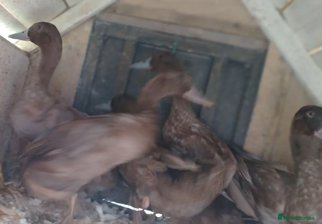 Ducks poultry for sale: Khaki Campbells, 1 duck, 4 drakes, pricing in ad - Advert 5