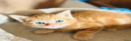 Mixed Breed cats for sale: Beautiful Kittens 🐱!!! - Advert 11