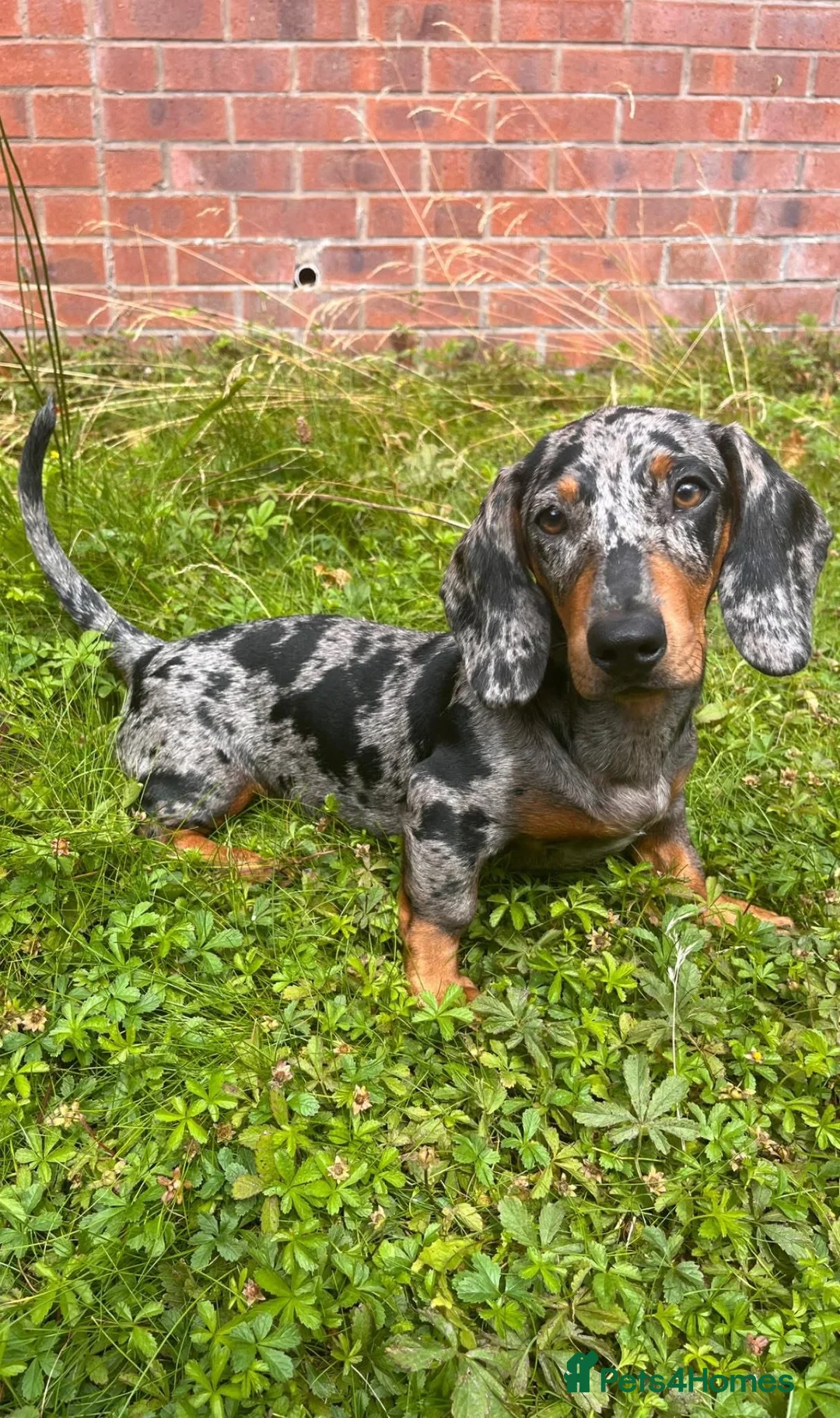 Dachshund dogs for sale: 🐾 dachshund puppies🐾 - Advert 2