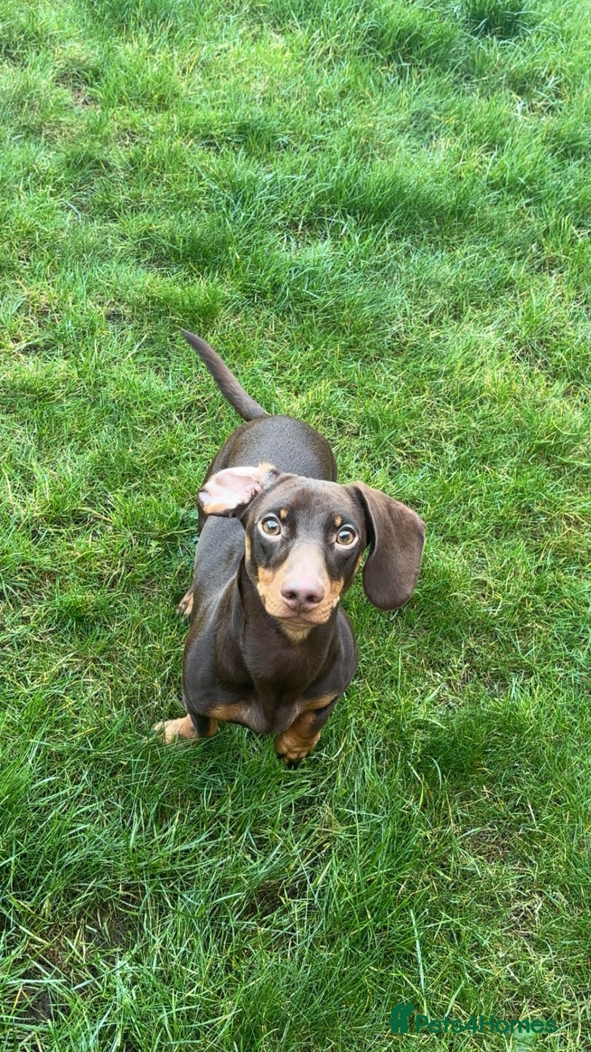 Miniature Dachshund dogs Alfie the mini sausage - Advert 1