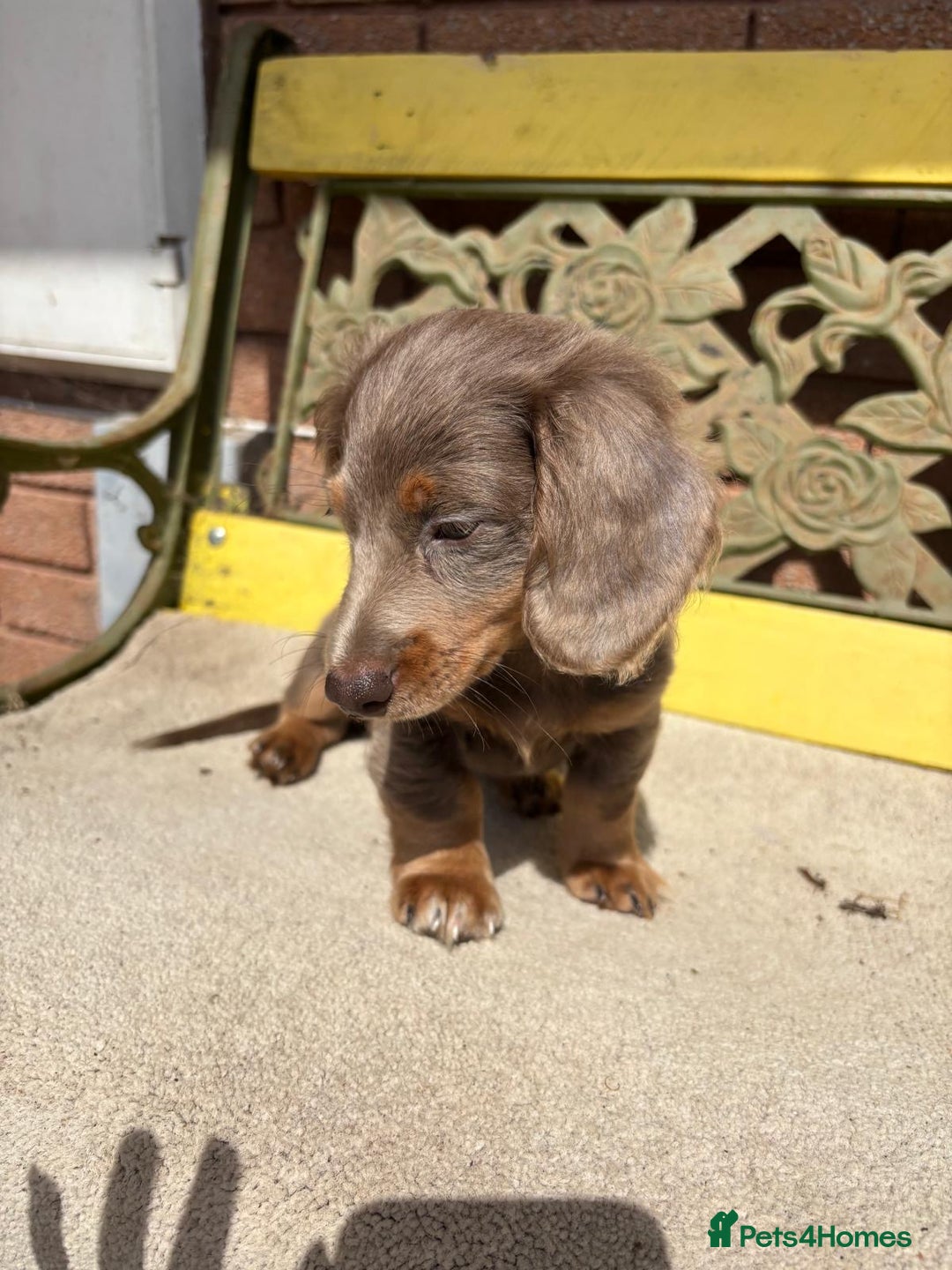 Miniature Dachshund dogs for sale: FLUFFY MINIATURE DACHSHUNDS - Image 6