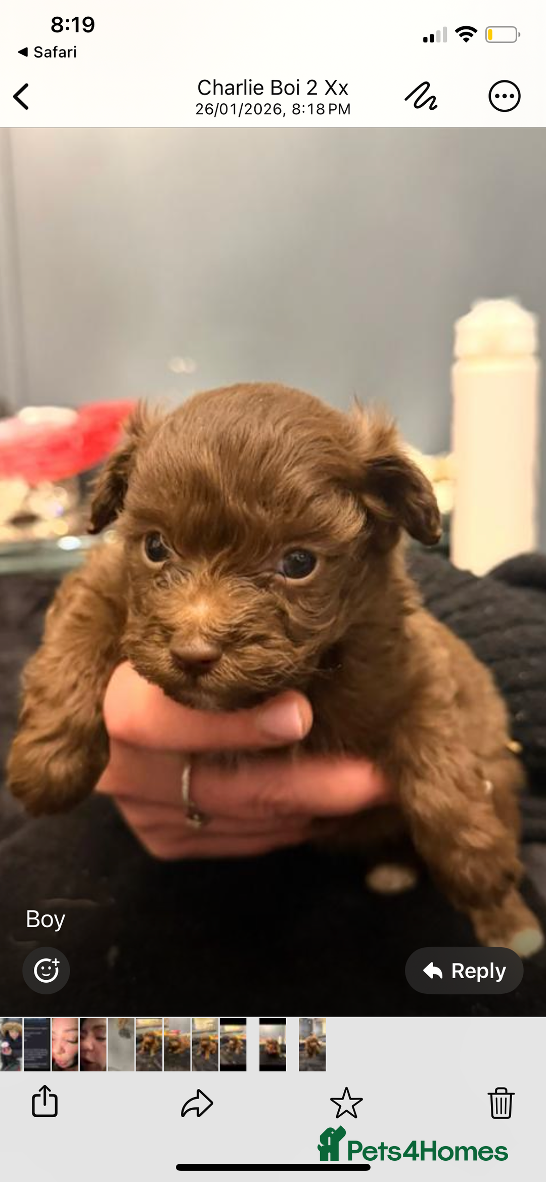 Pomapoo dogs for sale: F1 pomapoo baby’s  - Advert 7