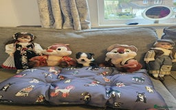 Boston Terrier dogs for sale: Boston Terrier 5* puppies - Image 11
