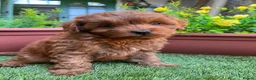 Cockapoo dogs for sale: Stunning F1B toy cockapoos - Advert 1