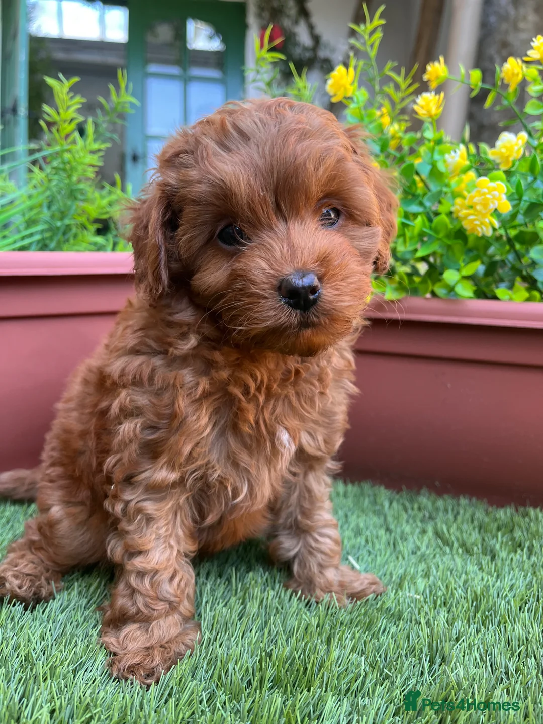 Cockapoo dogs for sale: Stunning F1B toy cockapoos - Advert 1