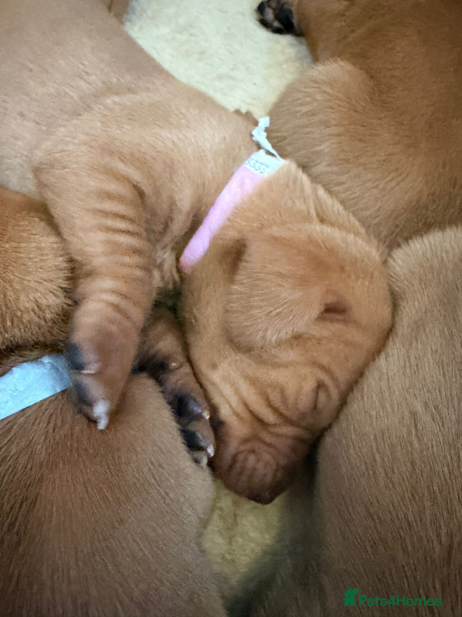 Hungarian Vizsla dogs Beautiful KC Registered Vizsla Pups - Advert 2