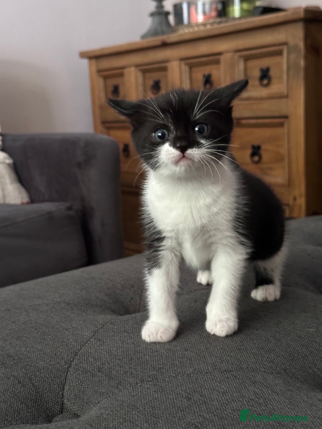 Mixed Breed cats for sale: 3 Gorgeous kittens ready for loving homes - Image 2