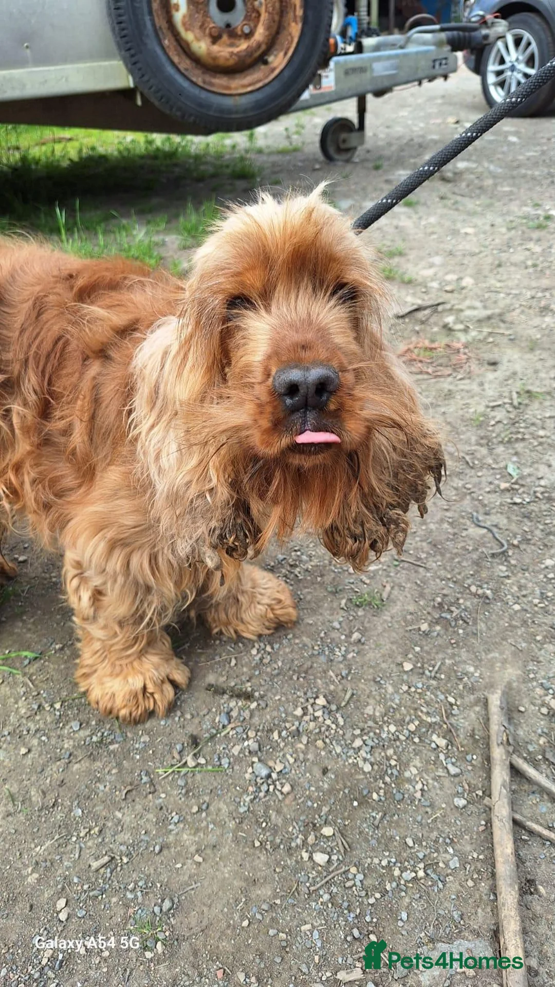 Cocker Spaniel dogs for sale: Beautiful Cocker spaniel puppies  - Advert 7