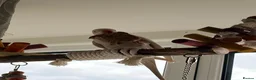 Ringnecks birds for sale: Albino Indian Ringneck  - Advert 2