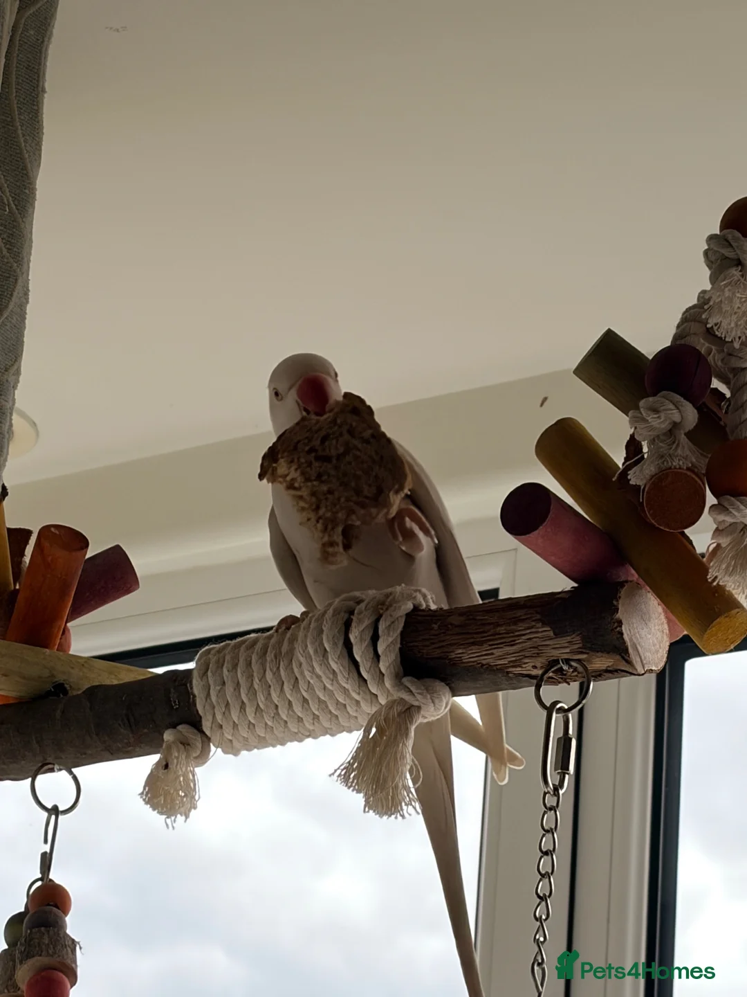 Ringnecks birds for sale: Albino Indian Ringneck  - Advert 2