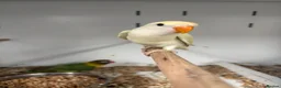 Mixed Breed birds for sale: Various Stunning Birds Available  - Advert 7