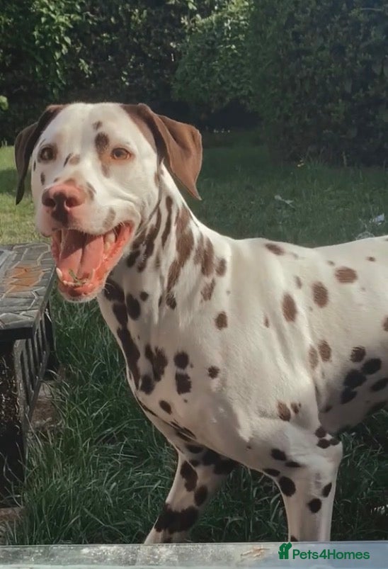 Dalmatian dogs Dalmatain rehome - Advert 1