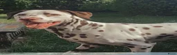 Dalmatian dogs for sale: Dalmatain rehome - Advert 1