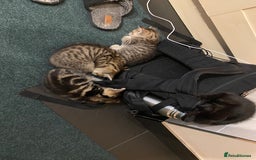 Mixed Breed cats for sale: Four gorgeous kittens  - Image 20