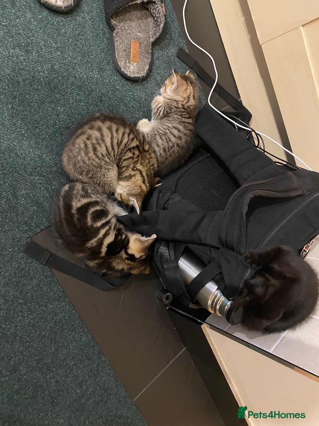 Mixed Breed cats for sale: Four gorgeous kittens  - Image 20