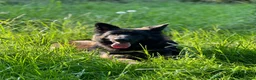 German Shepherd dogs for stud: Brenda 🇩🇪 in Leeds - Advert 7