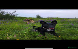Mixed Breed dogs for sale: 6 months puppy  - Image 3