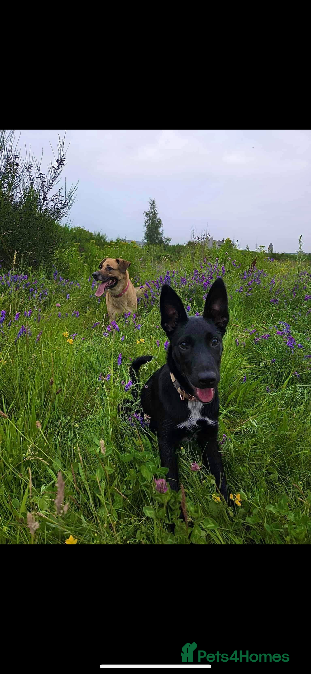 Mixed Breed dogs for sale: 6 months puppy  - Image 3