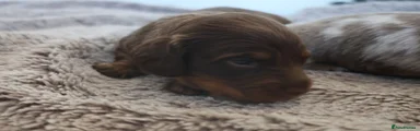 Penny