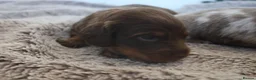 Miniature Dachshund dogs for sale: Beautiful KC long haired miniature dachshunds in Grays - Advert 5