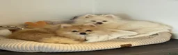 Pomeranian dogs for sale: Pomeranian puppies in Birmingham - Advert 3
