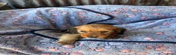 Dachshund dogs for sale: Dutch hound Puppys for sale - Advert 8