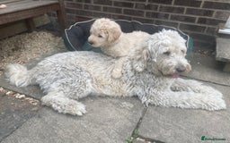 Goldendoodle dogs for sale: Only 2 left of Mela's Marvels F1Bs - Image 34
