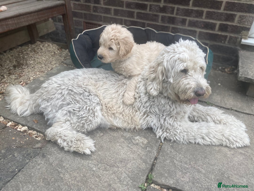 Goldendoodle dogs for sale: Only 2 left of Mela's Marvels F1Bs - Image 34