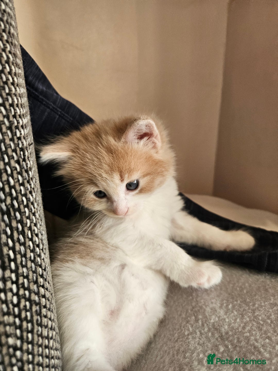 Mixed Breed cats for sale: Cute playful kittens  - Advert 1