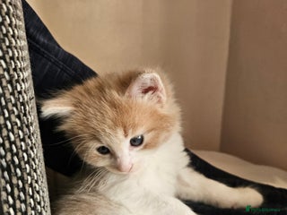 Mixed Breed cats Cute playful kittens - Advert 1