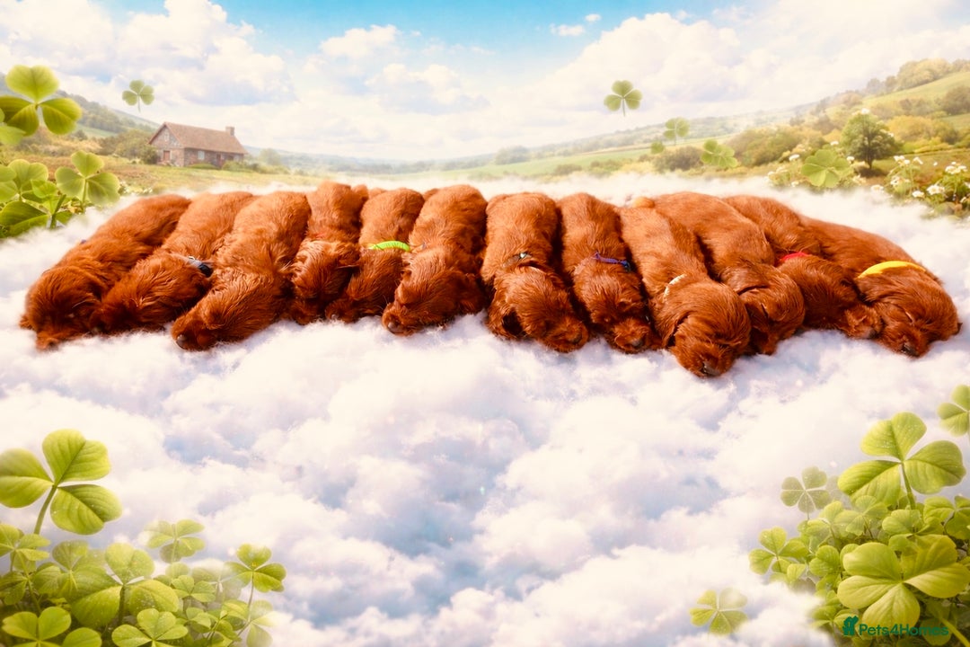 Irish Setter dogs for sale: ❤️🇮🇪Irish setter pups 🇮🇪 ❤️ - Advert 1