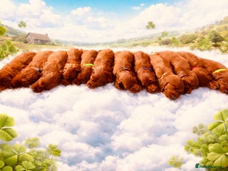 Irish Setter dogs ❤️🇮🇪Irish setter pups 🇮🇪 ❤️ - Advert 2