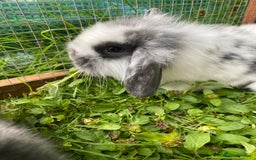 Mixed Breed rabbits for sale: Baby rabbits male and females - Image 3