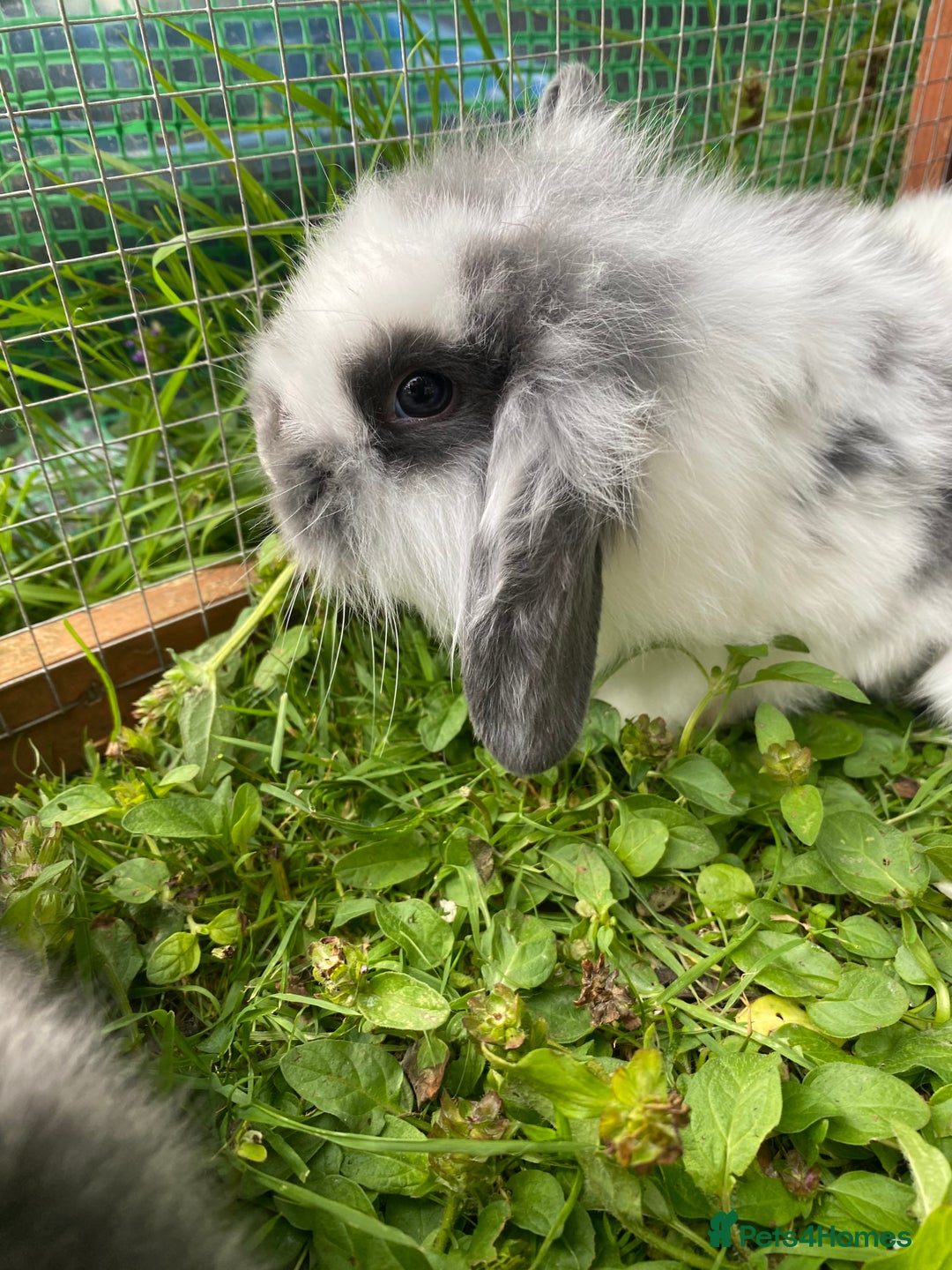 Mixed Breed rabbits for sale: Baby rabbits male and females - Image 3