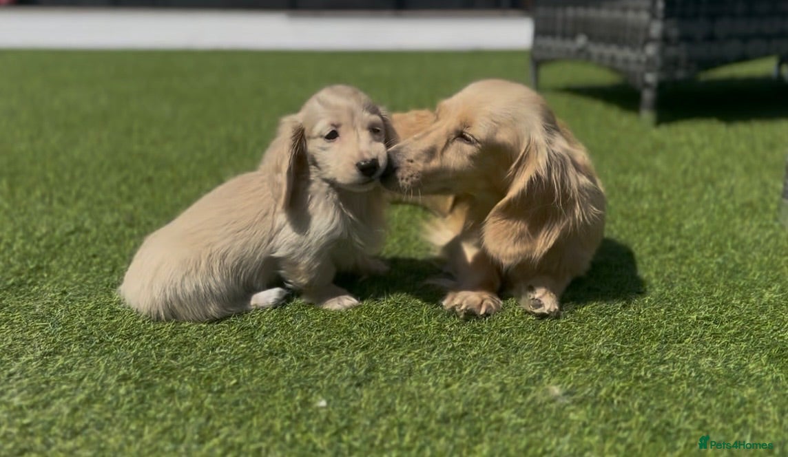 Miniature Dachshund dogs 👑 CREAM MINI DACHSHUNDS 👑 KC ✨ HEALTH TESTED ✨ - Advert 2
