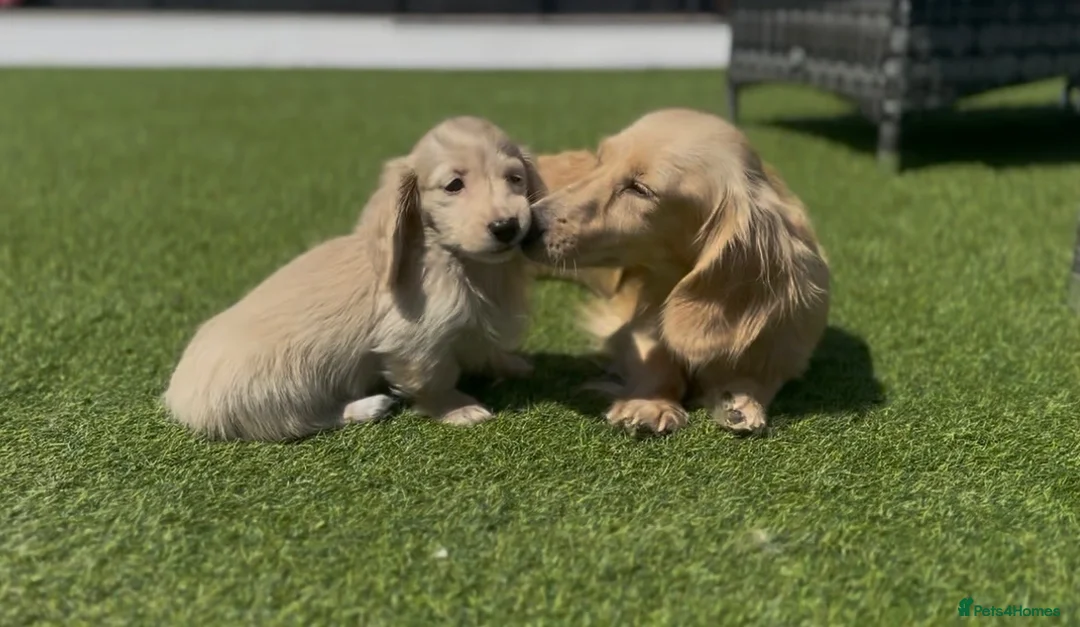 Miniature Dachshund dogs for sale: 👑 CREAM MINI DACHSHUNDS 👑 KC ✨ HEALTH TESTED ✨ - Advert 2