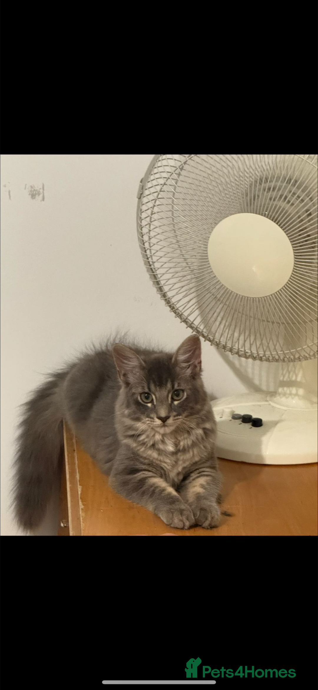 British Longhair cats for sale: A lovely British longhair cat for sale  - Advert 1