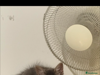 British Longhair cats A lovely British longhair cat for sale - Advert 1