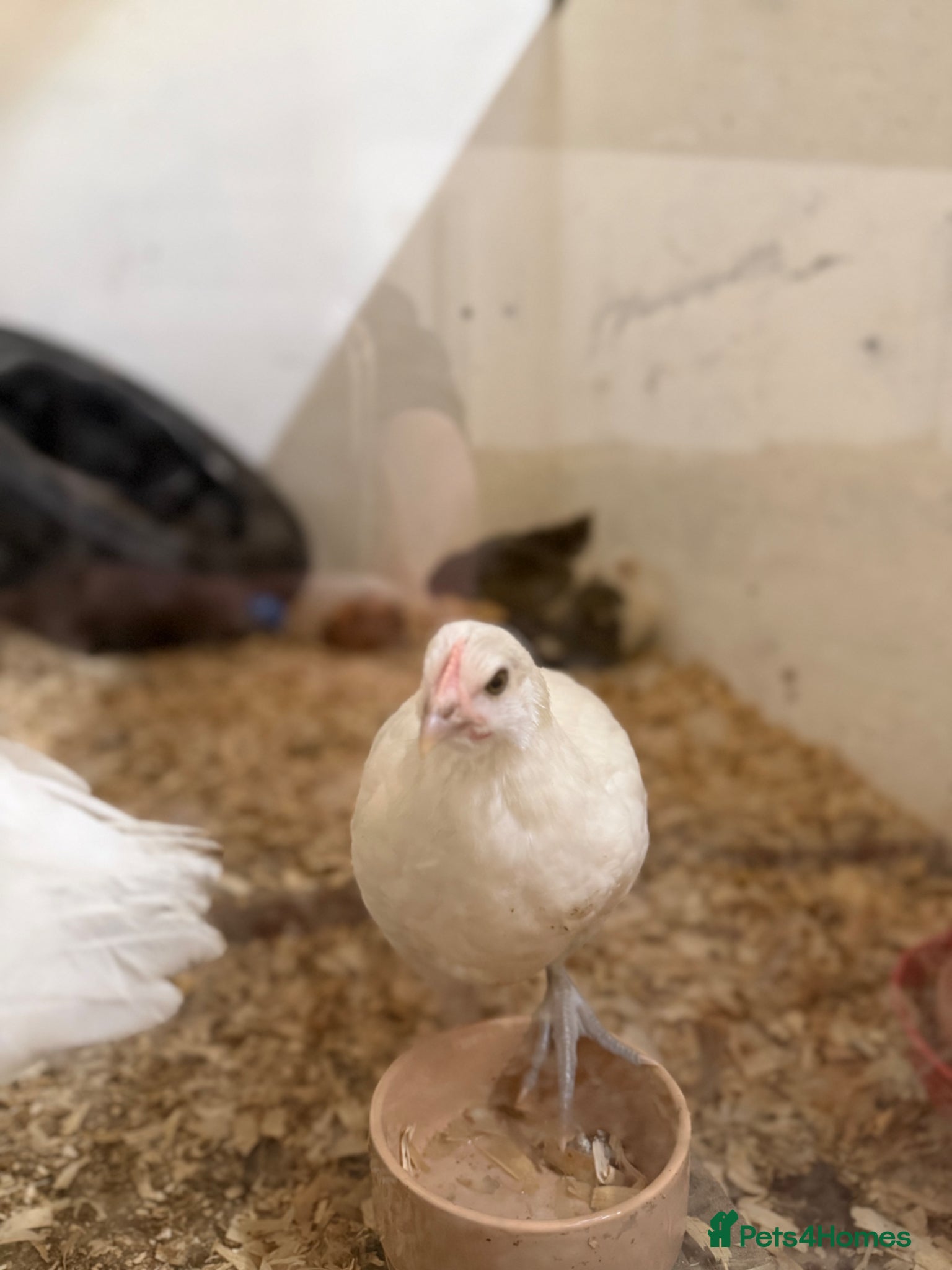 Chickens poultry Young chickens available  - Advert 1