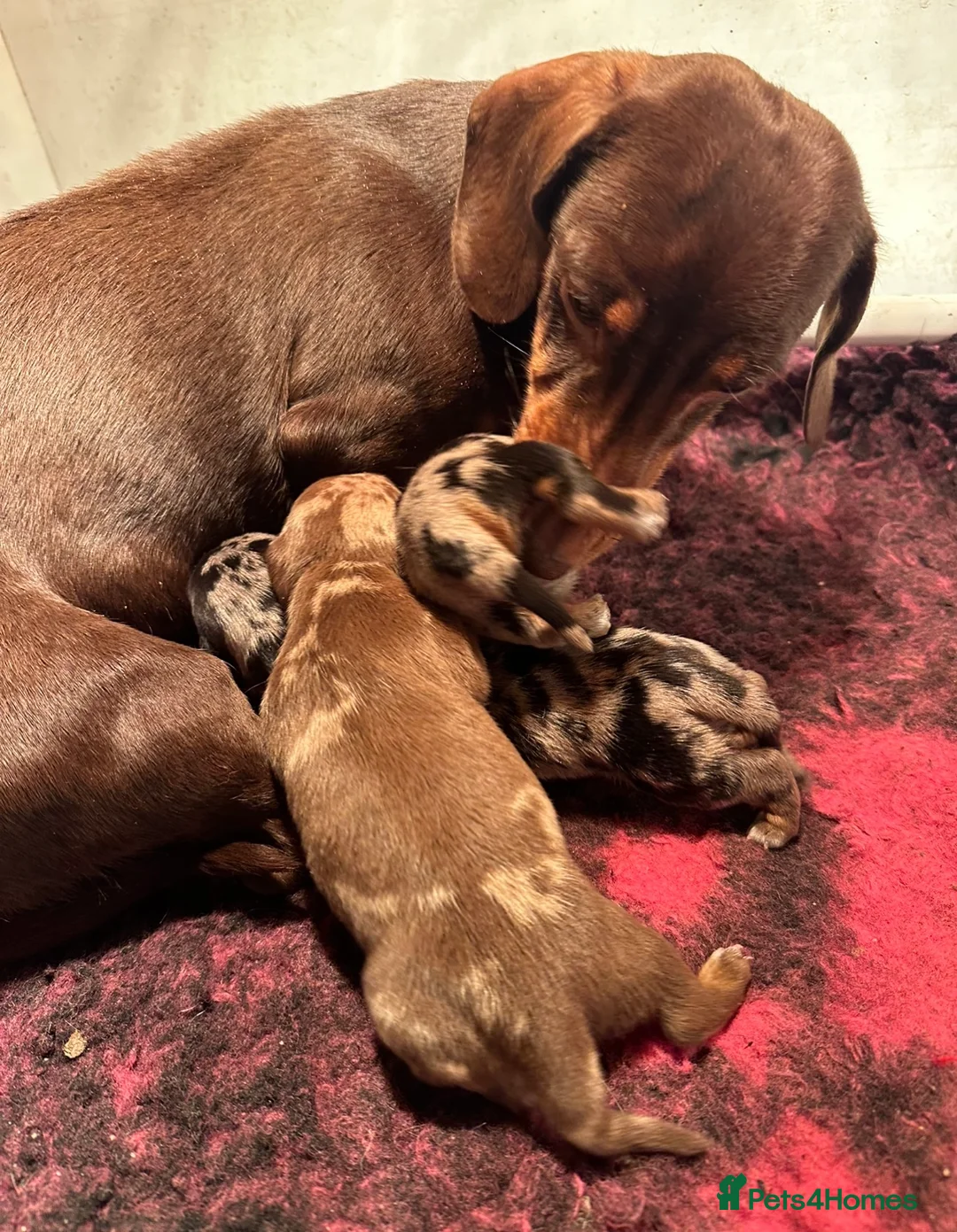 Miniature Dachshund dogs for sale: Dapple Miniature Dachshund puppies - Advert 17