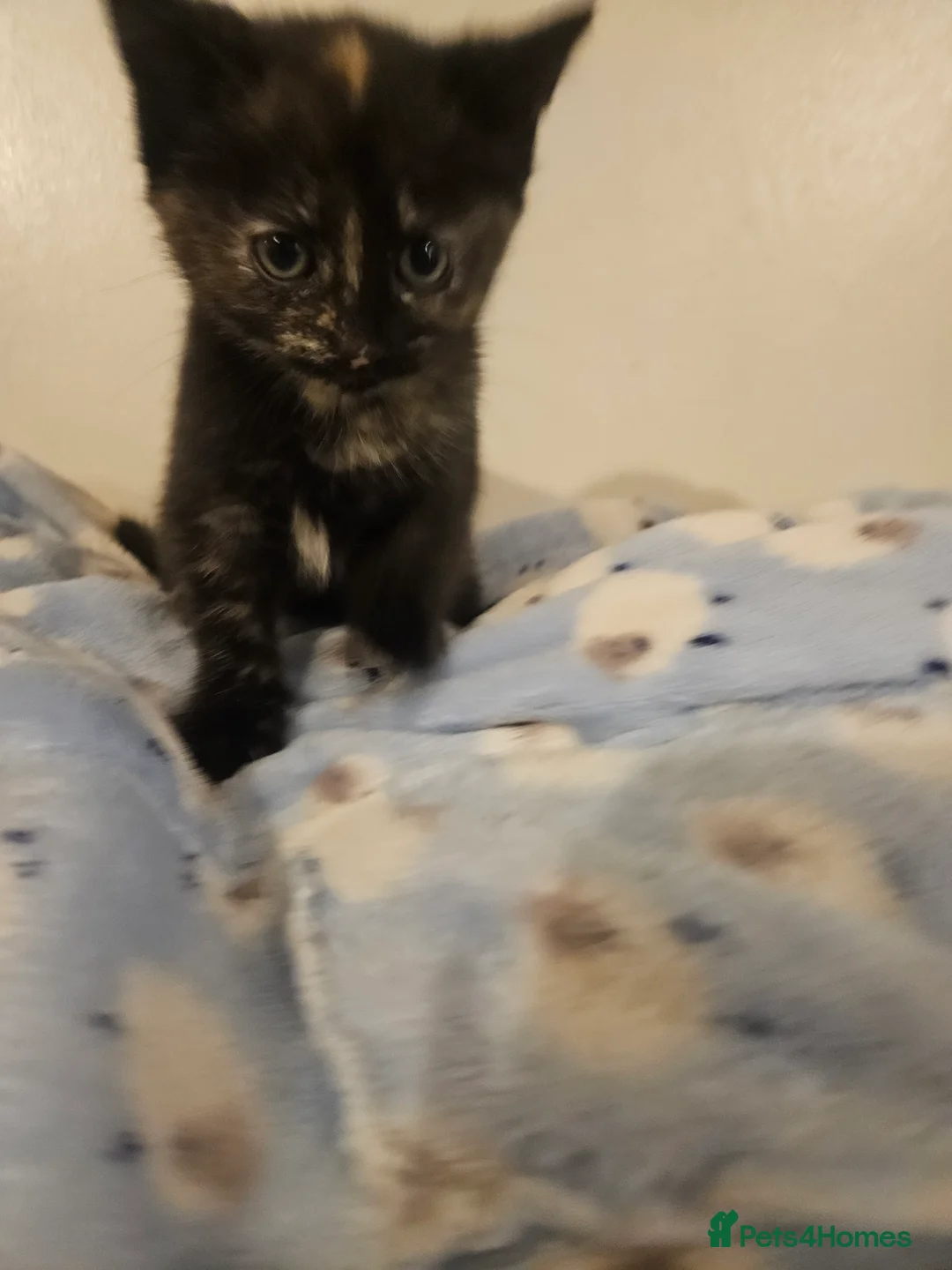 Mixed Breed cats for sale: 6 kittens - Advert 2