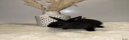 Mixed Breed rabbits for sale: Mixed Rex breed  - Advert 2