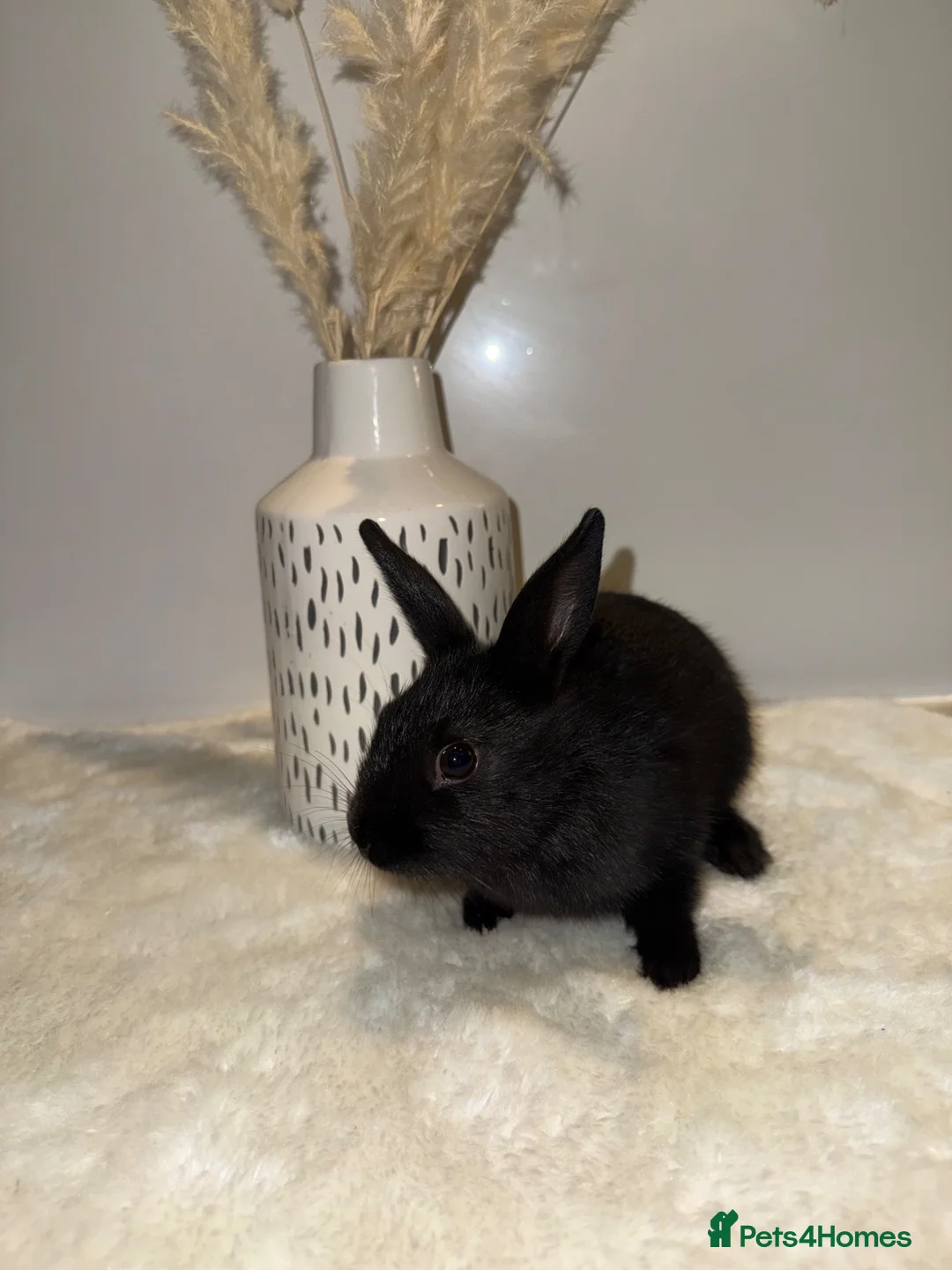 Mixed Breed rabbits for sale: Mixed Rex breed  - Advert 2