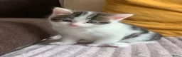 European cats for sale: Kitten - Advert 4