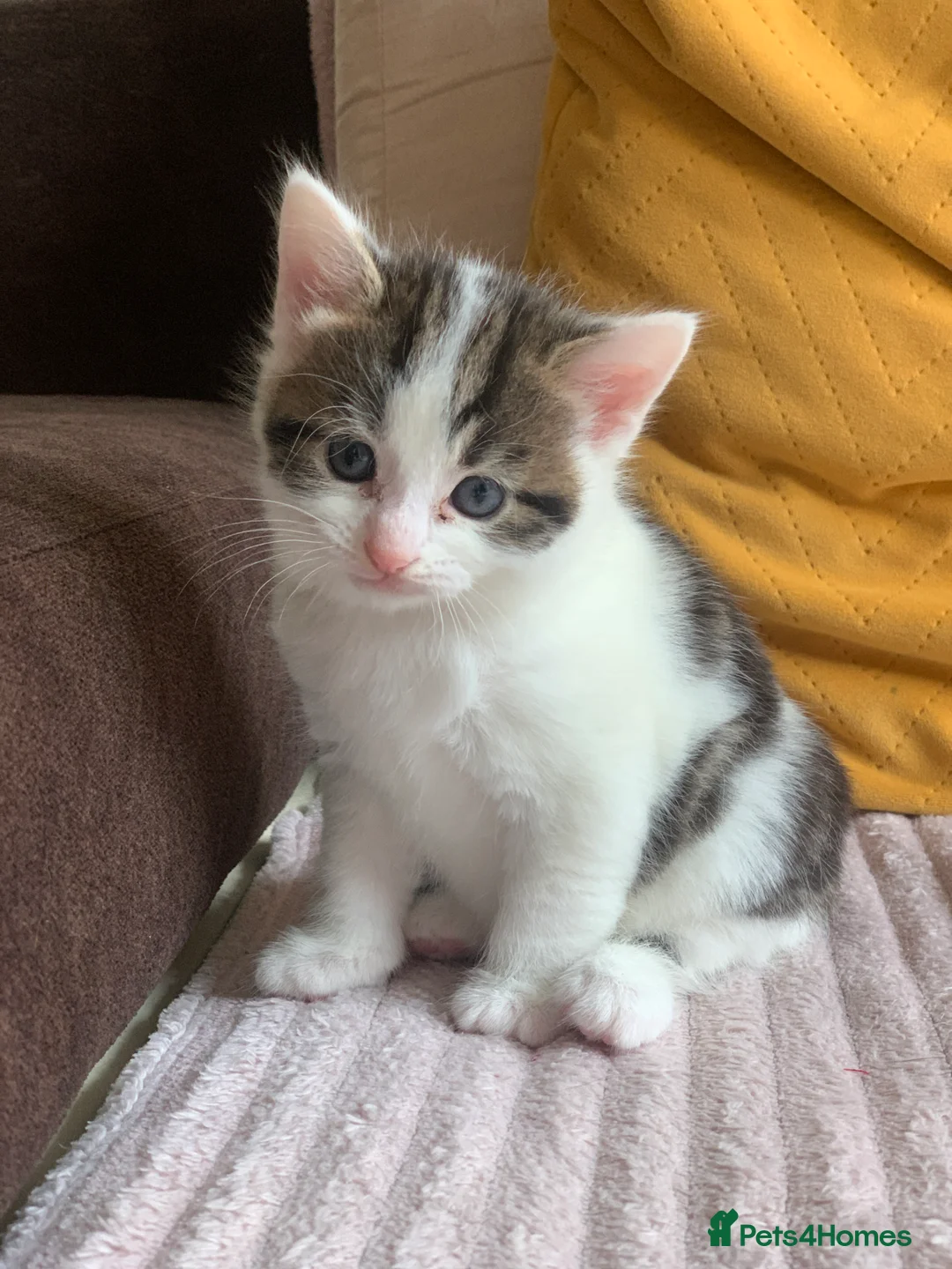 European cats for sale: Kitten - Advert 4