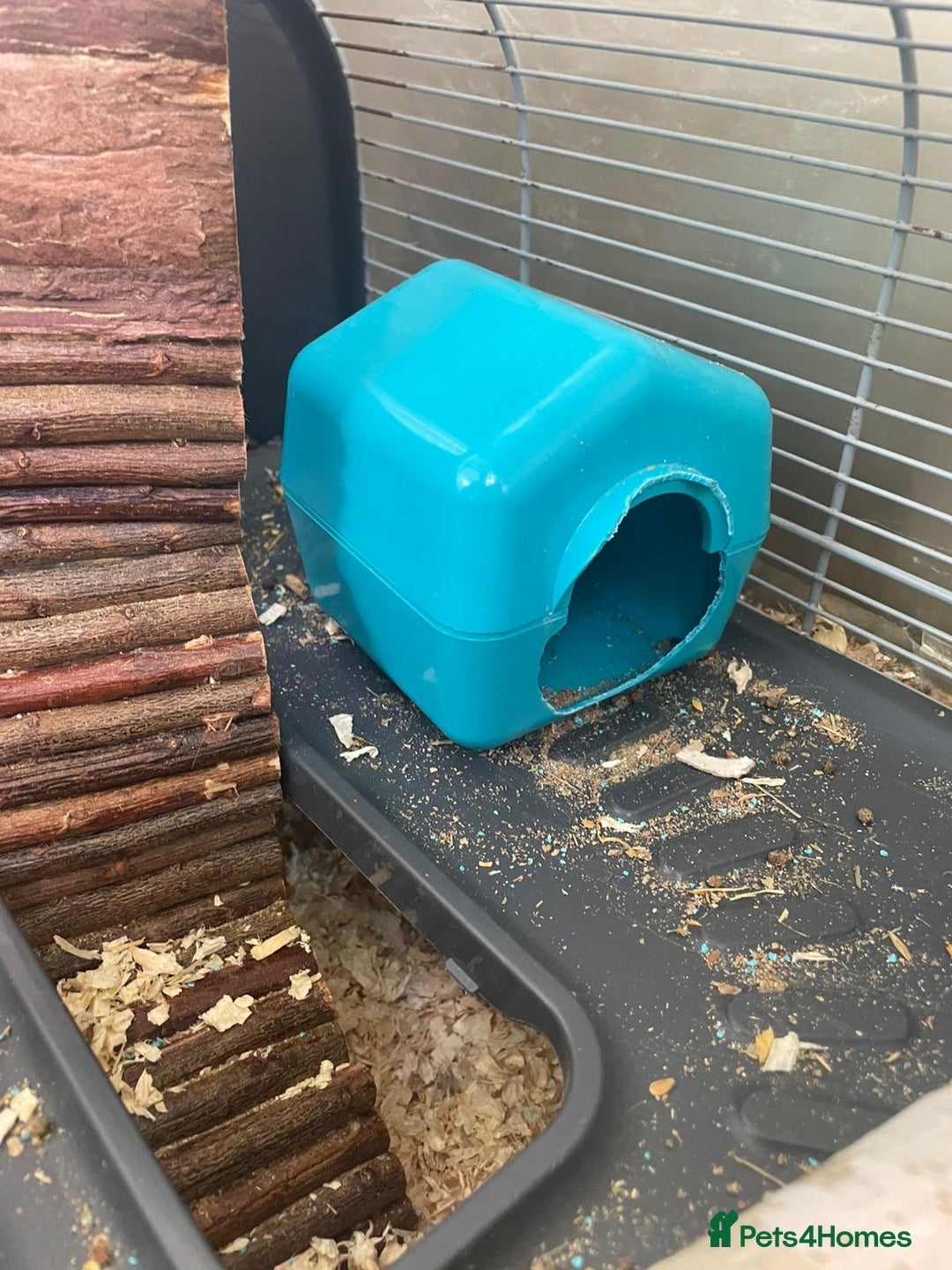 Gerbil rodents for sale: 2 male Gerbils with a cage  - Advert 2