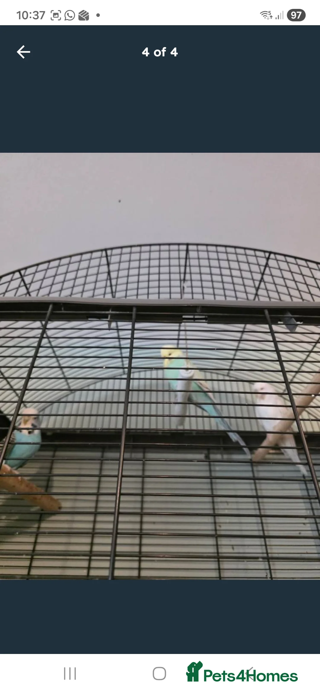 Budgerigars birds for sale: Budgies x 3 and large cage - Advert 2